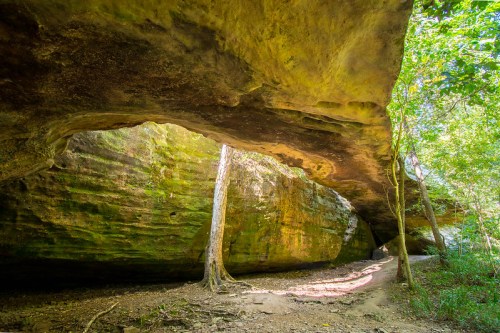 A serene cave with a moss-covered rock ceiling and a tree, surrounded by lush greenery and a dirt path.