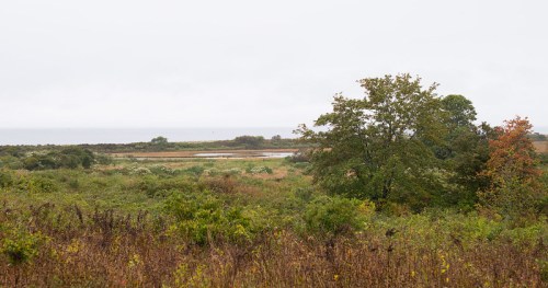 A misty landscape featuring a wetland, trees, and a distant view of the ocean under a gray sky.