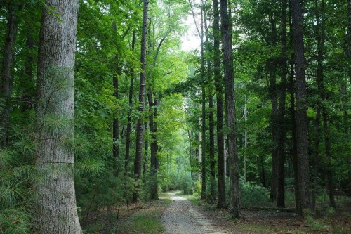 A serene forest path surrounded by tall, green trees and lush foliage, inviting exploration and tranquility.
