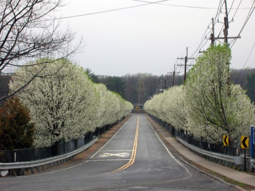 A tree-lined road with blooming white flowers on either side, leading into a distant, overcast landscape.