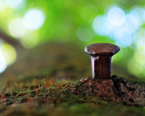 A close-up of a mushroom growing on a tree trunk, with a blurred green background.