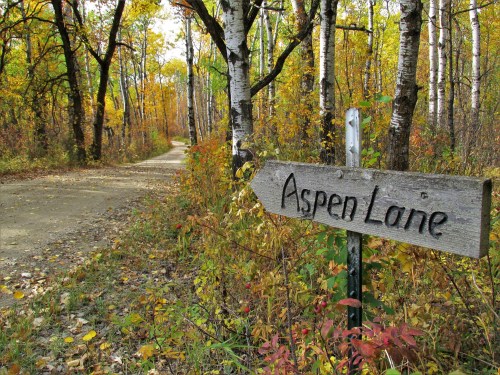 A wooden sign for Aspen Lane beside a winding dirt path through a colorful autumn forest.