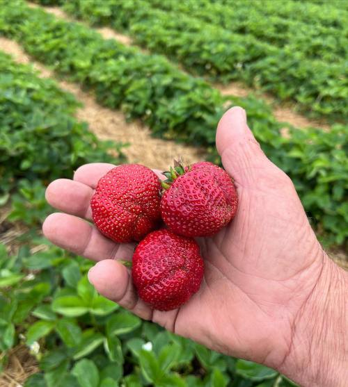 A hand holding three ripe strawberries, with a lush strawberry field in the background.