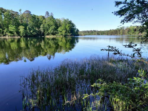 A serene lake surrounded by lush greenery, reflecting trees and clear blue skies on calm water.