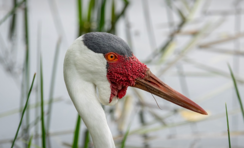 Close-up of a bird with a white body, red facial features, and a long beak, surrounded by green reeds by water.