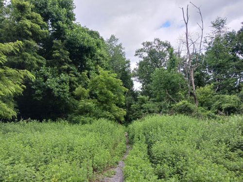 A narrow path through lush green vegetation, surrounded by trees under a cloudy sky.