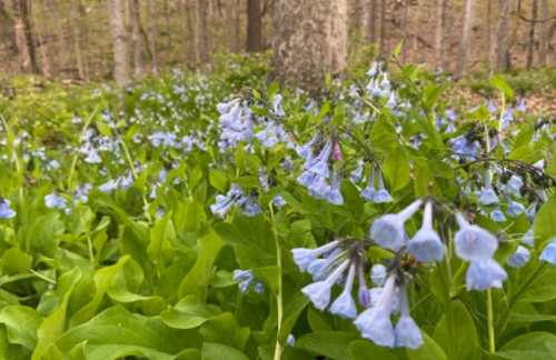 A close-up of bluebell flowers blooming among lush green foliage in a forest setting.