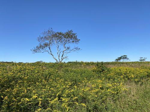 A solitary tree stands on a grassy field filled with yellow flowers under a clear blue sky.