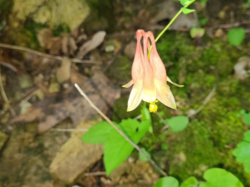 A close-up of a delicate pink and yellow flower growing among green foliage and mossy ground.