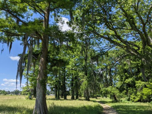 Lush green trees with Spanish moss line a sunny path through a grassy field under a blue sky.