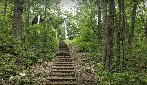 A wooden staircase leads up through a lush green forest, surrounded by trees and foliage.