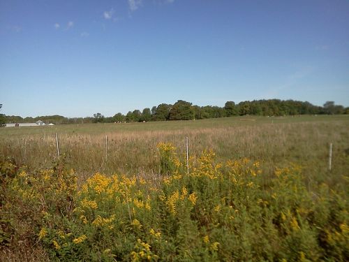 A wide open field with tall grass and yellow wildflowers in the foreground, under a clear blue sky.