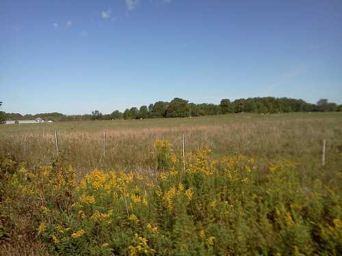 A wide open field with tall grass and yellow wildflowers in the foreground, under a clear blue sky.