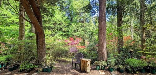 A serene forest scene with a chair and a stump surrounded by lush greenery and colorful flowering plants.