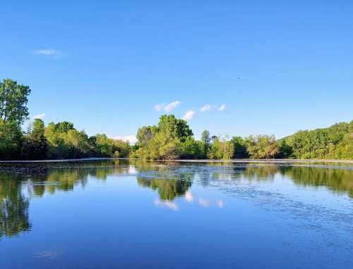 A serene lake surrounded by lush greenery under a clear blue sky, reflecting the trees and clouds in the water.