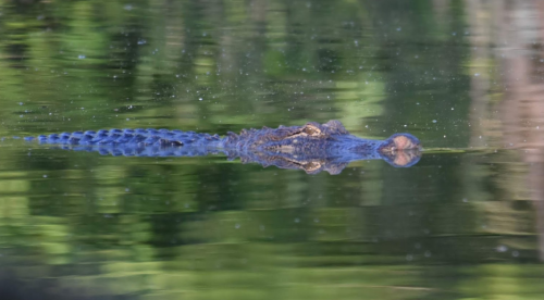 A crocodile partially submerged in calm water, surrounded by lush greenery reflecting on the surface.