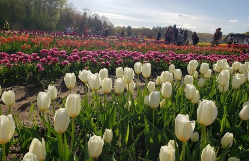 A vibrant field of tulips in various colors, with people enjoying the scenery under a sunny sky.