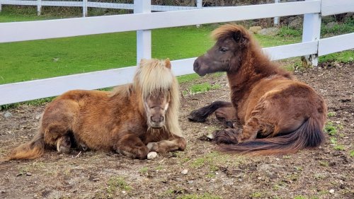 Two small ponies resting on the ground beside each other, with a white fence and green grass in the background.