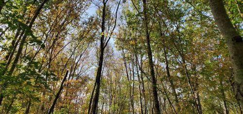 A view of tall trees with autumn leaves against a clear blue sky in a forest.