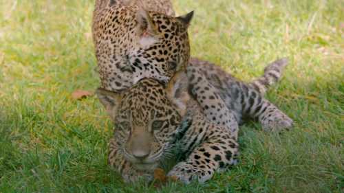 Two leopards playfully interact on green grass, one resting its head on the other's back.