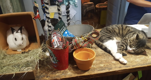 A white rabbit sits in a box while a tabby cat sleeps on a wooden table with various items around them.