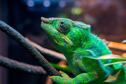 A close-up of a green chameleon perched on a branch, surrounded by leaves in a dimly lit environment.