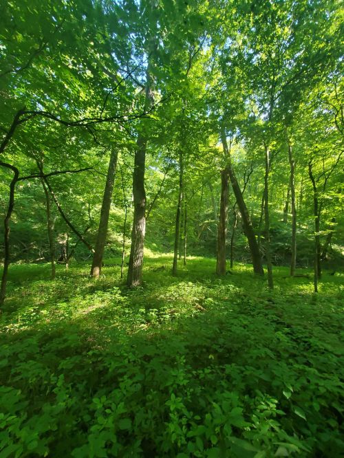 Lush green forest with tall trees and dense undergrowth, illuminated by soft sunlight filtering through the leaves.