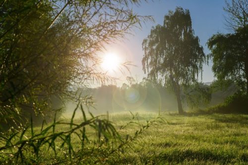 A serene landscape at sunrise, featuring misty grass and trees illuminated by soft sunlight.