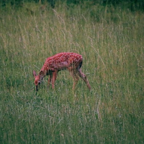 A young deer with white spots grazes in a grassy field.