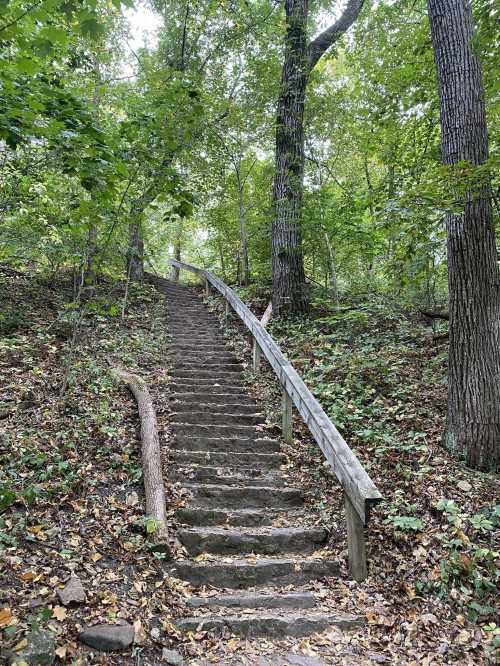 A winding stone staircase leads up through a lush, green forest with trees and fallen leaves.