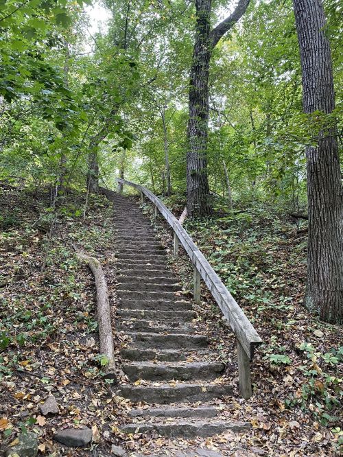 A winding stone staircase leads up through a lush, green forest with trees and fallen leaves.