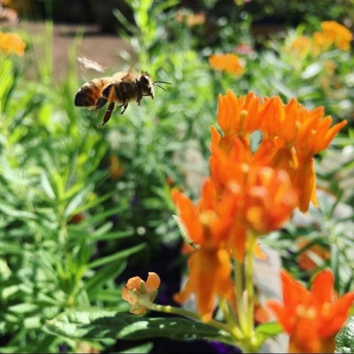 A bee hovers near vibrant orange flowers in a garden, surrounded by green foliage.