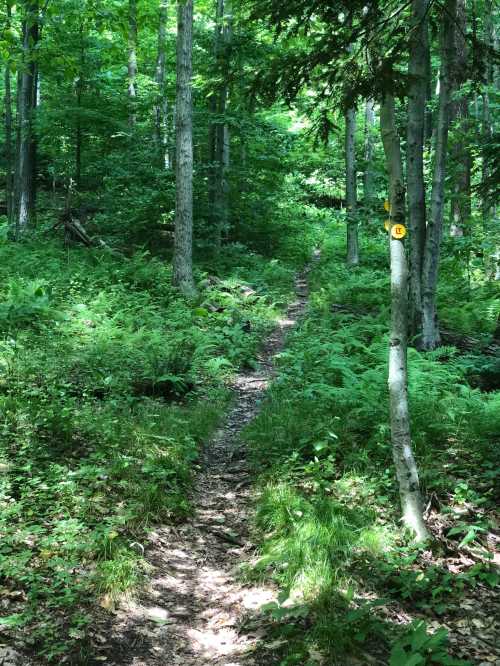 A narrow dirt path winds through a lush green forest, surrounded by tall trees and ferns.