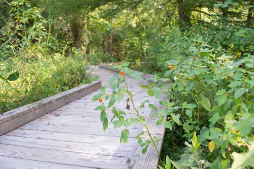 A wooden boardwalk winding through lush greenery and plants in a natural setting.