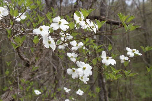 A branch with white dogwood flowers and green leaves against a blurred forest background.