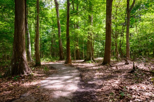 A winding path through a lush green forest, surrounded by tall trees and dappled sunlight on the ground.