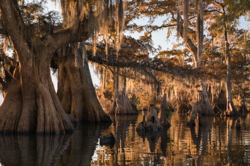 A serene swamp scene with cypress trees draped in Spanish moss, reflecting in calm water at sunset.