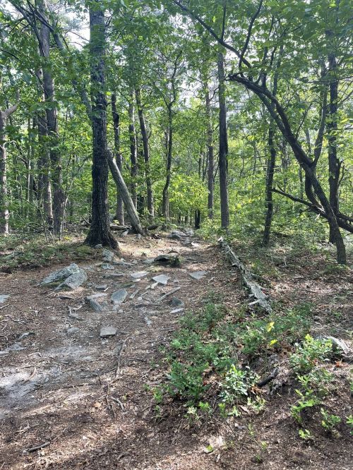 A rocky trail winding through a lush green forest with tall trees and dappled sunlight.