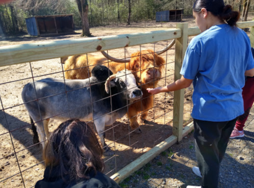 A person feeds a Highland cow and a gray calf through a wooden fence at a farm.