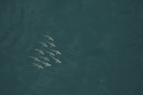 Aerial view of a group of nine sharks swimming in dark blue water.