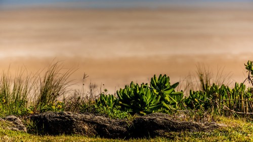 A coastal scene featuring green plants and rocks in the foreground, with a blurred sandy beach and ocean in the background.