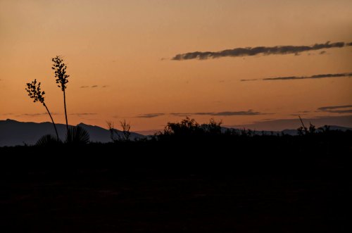 Silhouette of plants against a colorful sunset sky with mountains in the background.