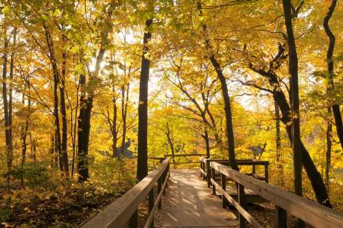 A wooden walkway through a forest of vibrant autumn trees with golden leaves. Soft sunlight filters through the branches.