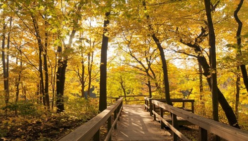 A wooden walkway through a vibrant autumn forest with golden leaves and soft sunlight filtering through the trees.