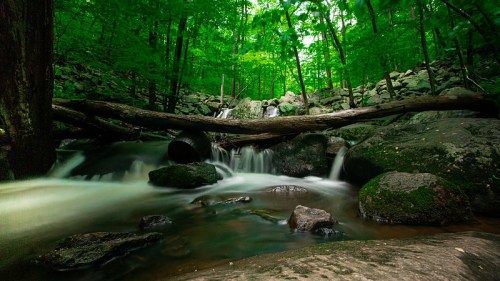 A serene forest scene with a flowing stream, smooth rocks, and lush green trees, creating a tranquil natural setting.