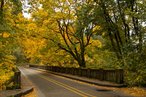 A winding road lined with vibrant yellow trees and a stone bridge, surrounded by autumn foliage.
