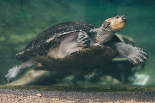 A turtle swimming gracefully underwater, with its flippers extended and a serene expression.