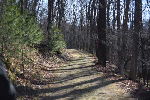 A winding dirt path through a forest, surrounded by trees and scattered leaves, under a clear blue sky.