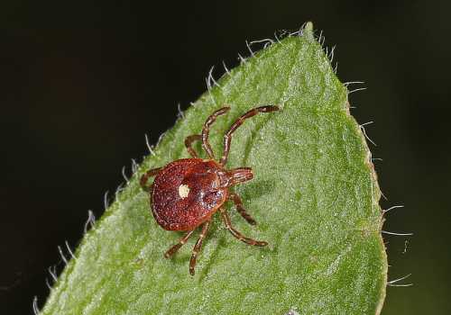 A close-up of a tick resting on a green leaf, showcasing its reddish-brown body and small legs.