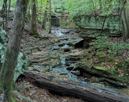A serene forest scene featuring a rocky creek surrounded by trees and lush greenery.